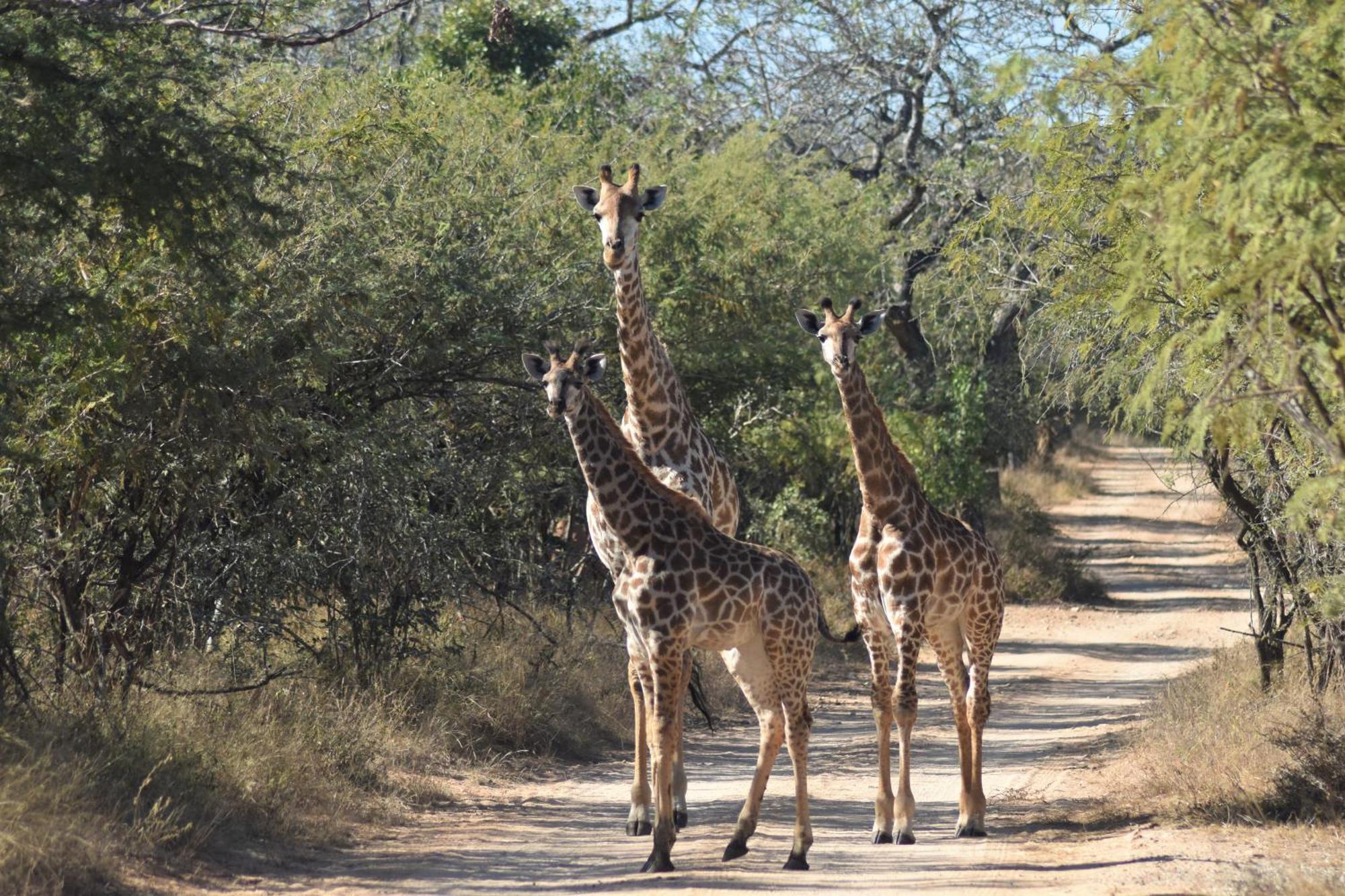 The Baobab Bush Lodge And Villa 호에드스프뤼트 외부 사진